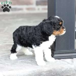 Kinsley, Cavapoo Puppy